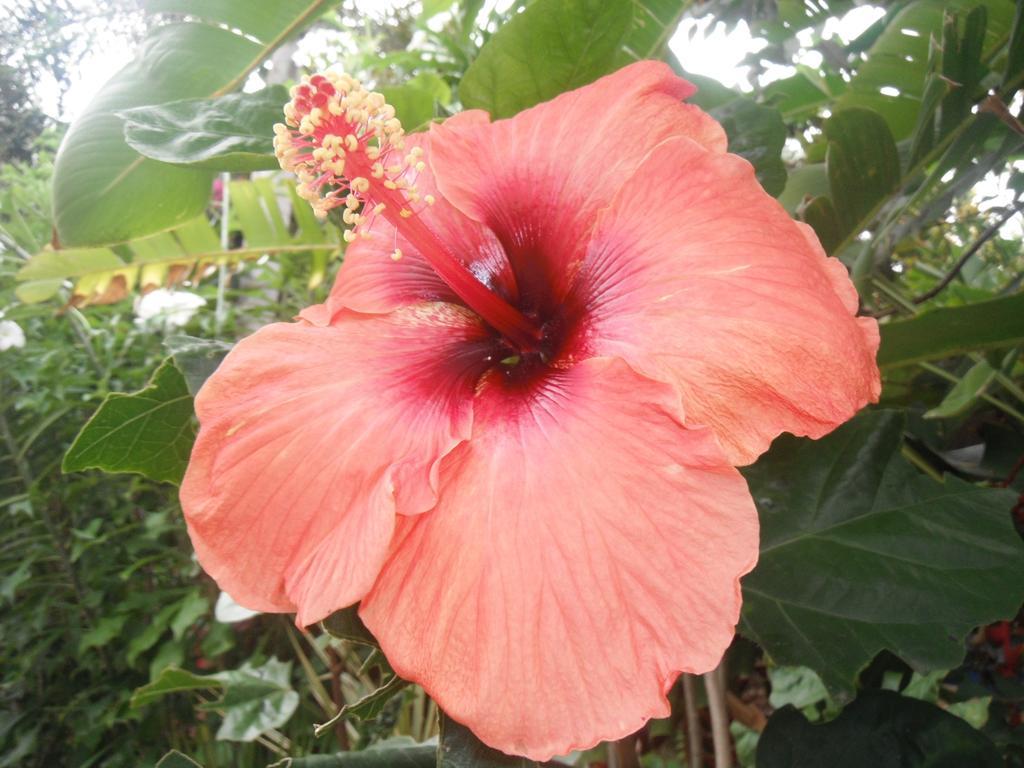 Classique International In Dominica Мариго Экстерьер фото