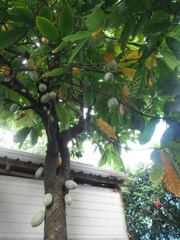 Classique International In Dominica Мариго Номер фото