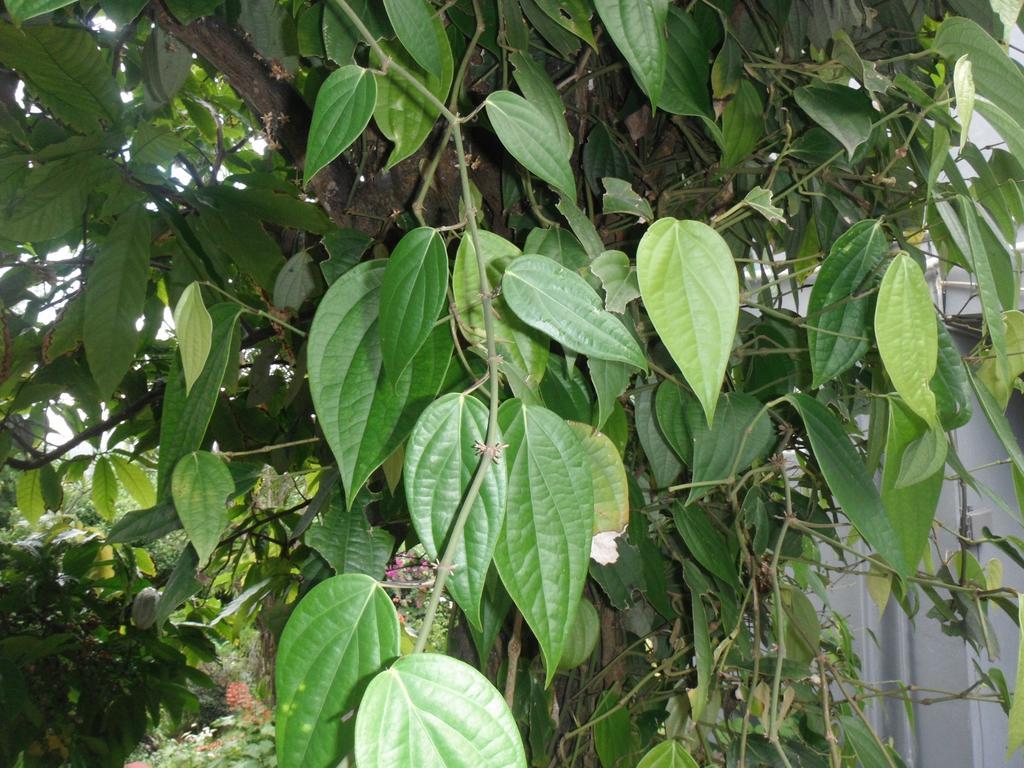 Classique International In Dominica Мариго Номер фото