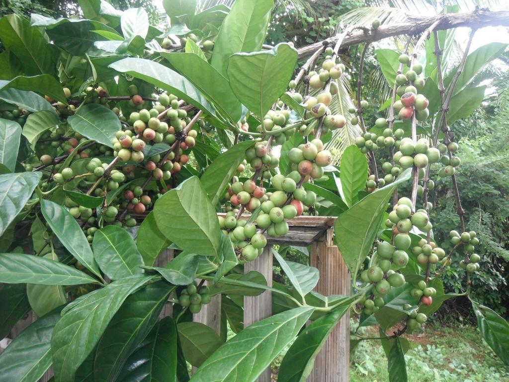 Classique International In Dominica Мариго Номер фото
