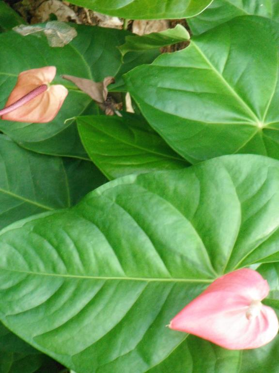 Classique International In Dominica Мариго Экстерьер фото
