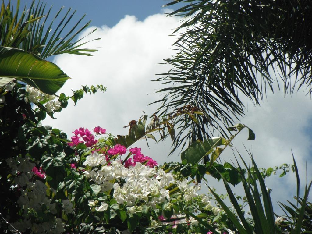 Classique International In Dominica Мариго Номер фото